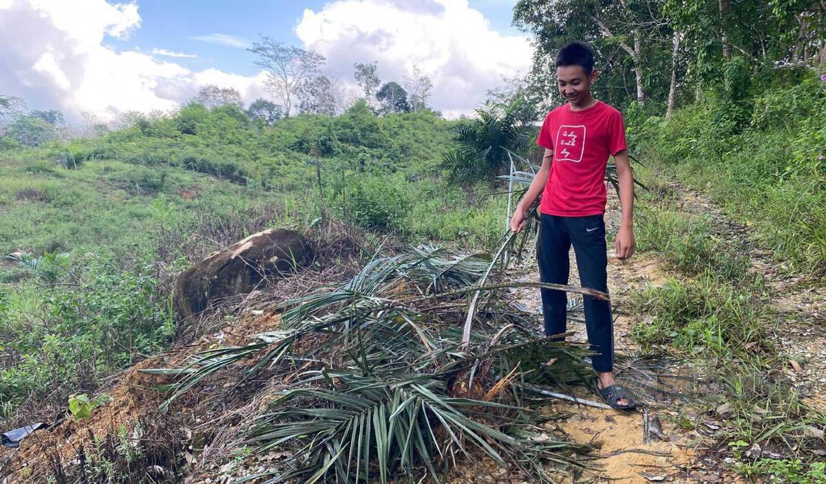 MUHAMMAD Akid menunjukkan pokok kelapa sawit yang dirosakkan gajah liar di Kampung Gertak Kangkong. FOTO Hazira Ahmad Zaidi