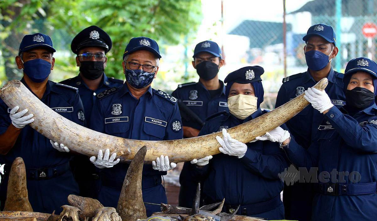 ZAZULI (tiga kiri) menunjukkan rampasan lebih 6,000 kilogram gading gajah, tanduk badak sumbu, sisik tenggiling, taring harimau, tanduk haiwan, tengkorak haiwan dan tulang haiwan bernilai RM80 juta pada sidang media di Ibu Pejabat Jabatan Kastam Diraja Malaysia, Pelabuhan Utara. FOTO Faiz Anuar