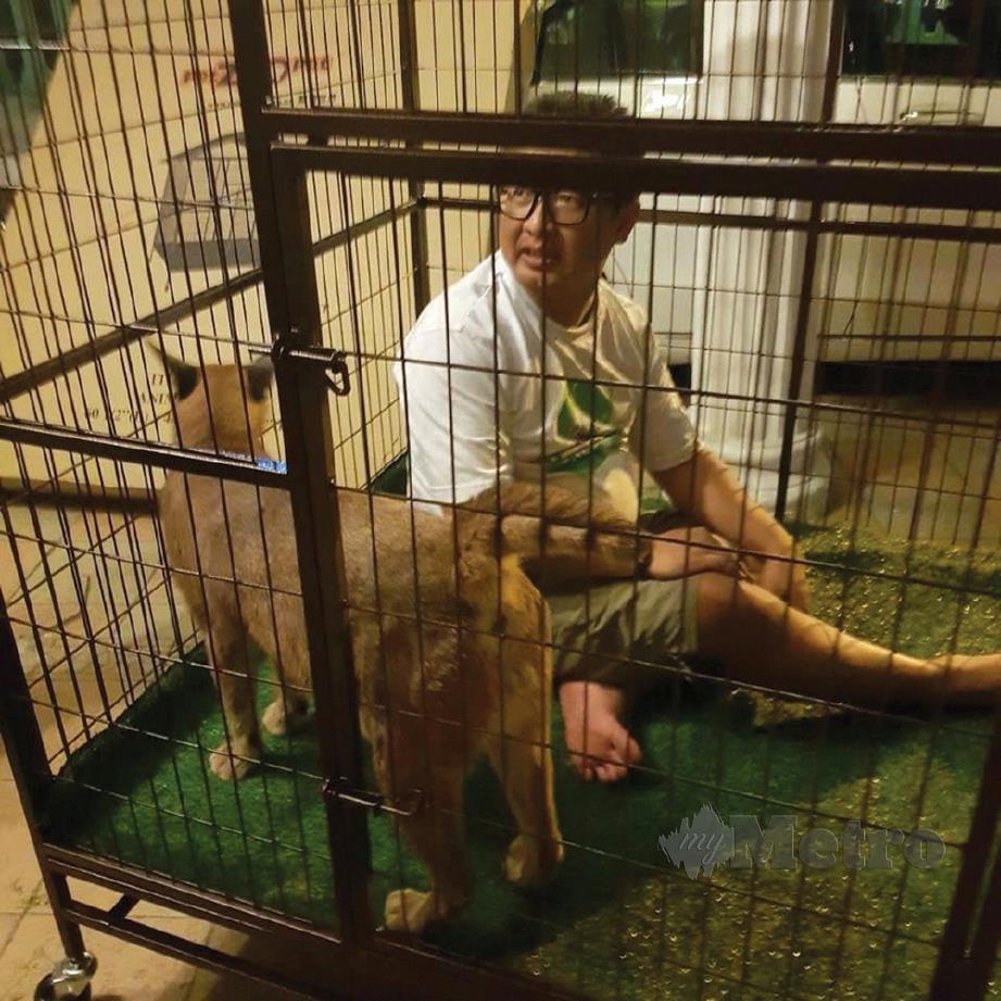 MENENANGKAN kucing baka Caracal yang dihantar ke klinik veterinar.