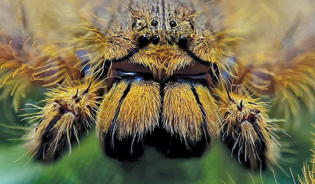LABAH-labah spesis Heteropoda davidbowie.  