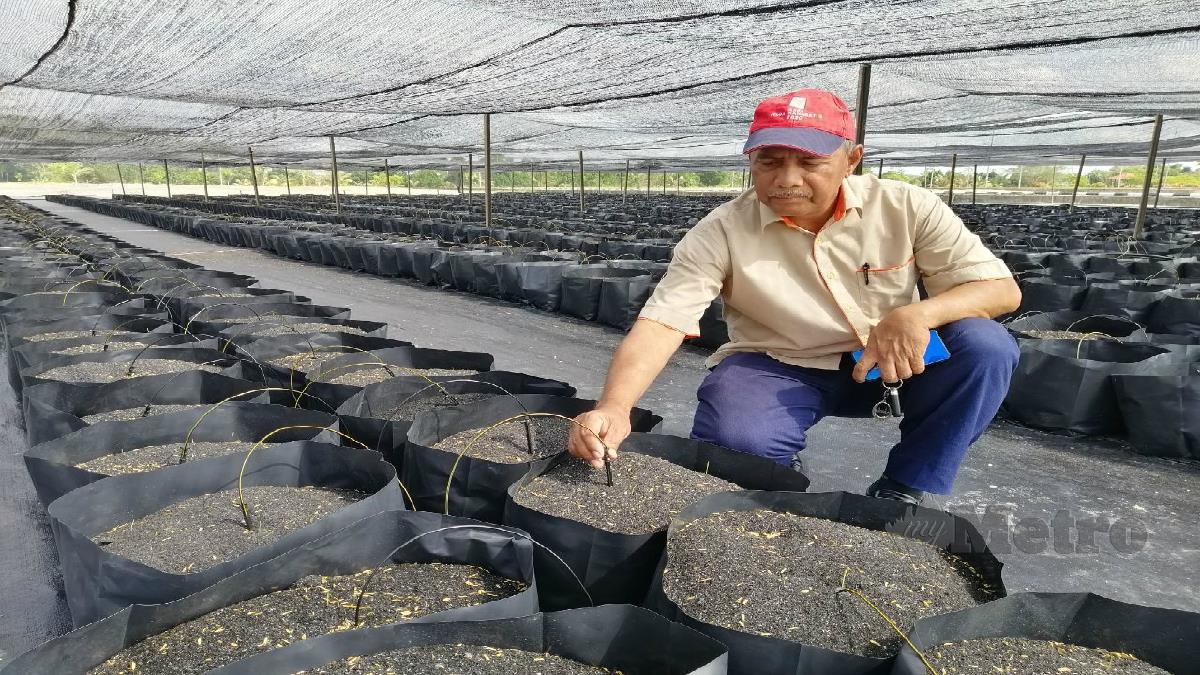 KARIP Mohd Salleh menunjukkan projek contoh penanaman halia muda oleh FELDA di FELDA Jaya Selatan. STR/ABNOR HAMIZAM