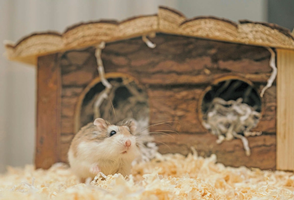 BENTUKNYA yang comel membuatkan hamster antara haiwan pilihan. - FOTO Pexels
