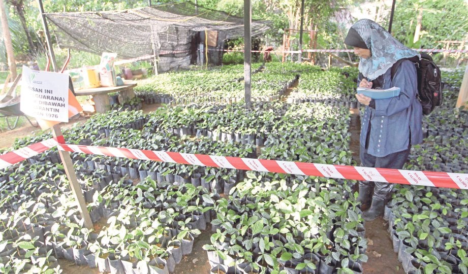 MEMERIKSA anak pokok guarana di tapak semaian yang disita di Baling, Kedah.