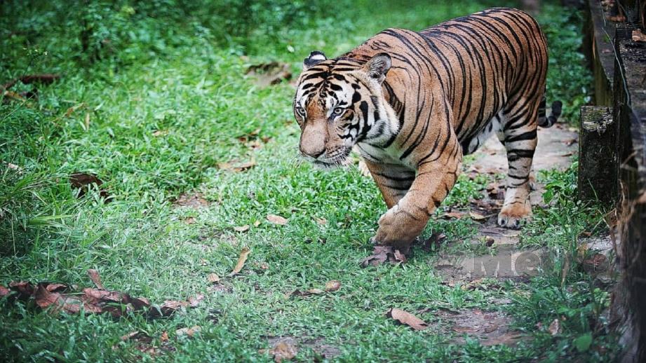 SPESIS Harimau Malaya yang semakin berkurangan. FOTO Ihsan PERHILITAN