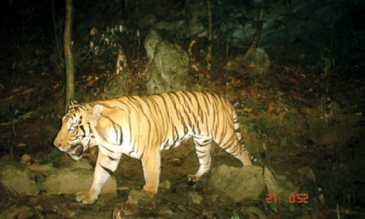 HANYA tinggal 300 ekor harimau belang masih hidup di hutan Malaysia.