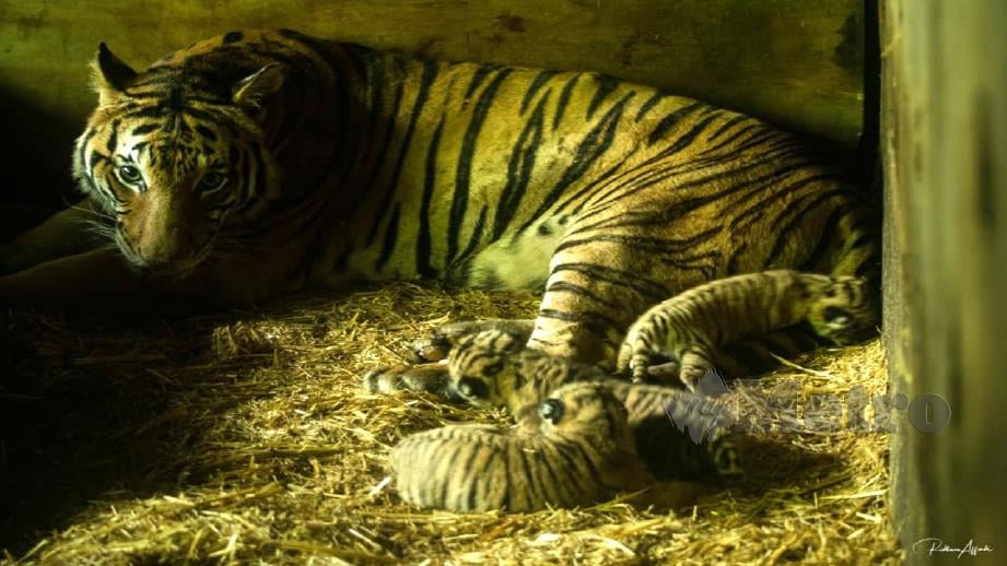 IBU Harimau Malaya dan tiga anaknya yang dilahirkan 18 Mac lalu. FOTO Ihsan ZTNS.