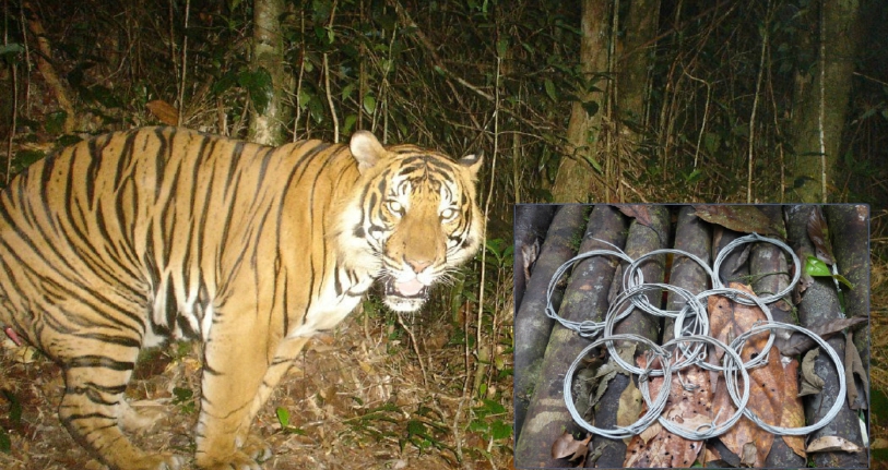 Download 720 Gambar Harimau Di Hutan Paling Bagus HD