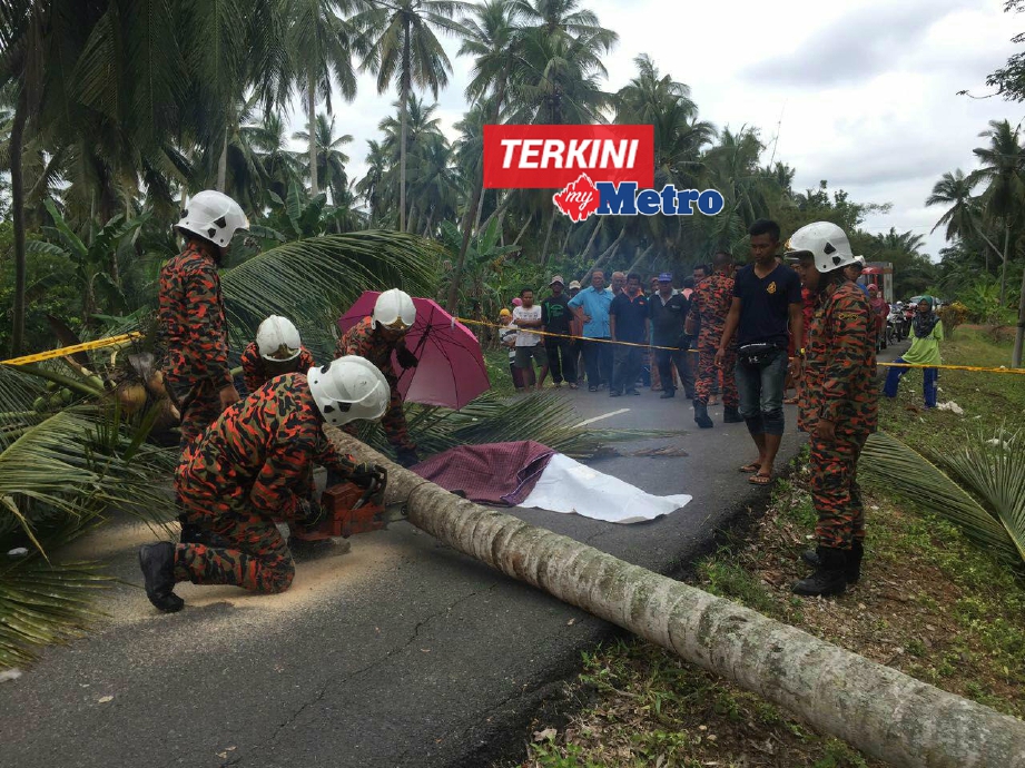 Anggota bomba memotong pokok kelapa yang menghempap mangsa. FOTO ihsan bomba