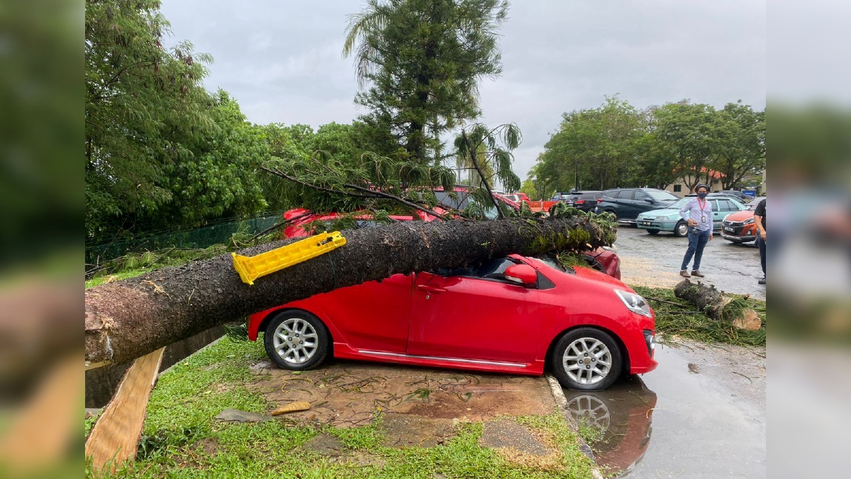 KERETA Perodua Axia yang dihempap pokok tumbang. FOTO Juwan Riduan.