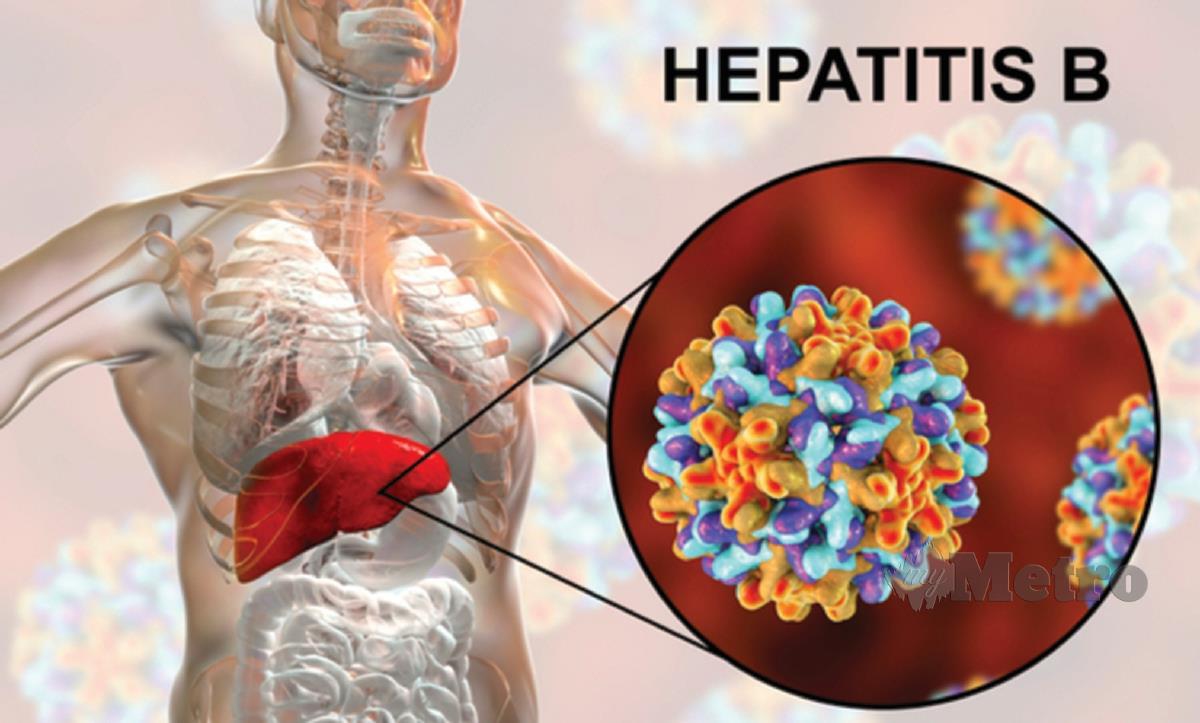 HEPATITIS B mengakibatkan radang hati, kegagalan hati dan kematian.