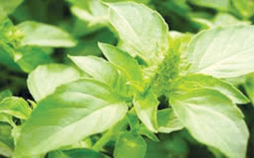 PENGAMBILAN herba memberikan banyak khasiat untuk tubuh.