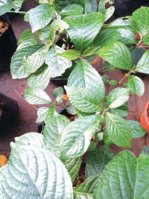 7 Tumbuhan Herba Paling Penting Dalam Masakan Wajib Tanam Di Kawasan Rumah