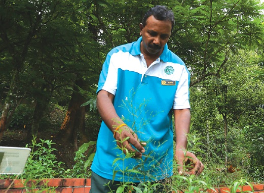 PEKERJA am FRIM, R Selvakumar menunjukkan pokok herba yang terdapat di Taman Ethnobotani.