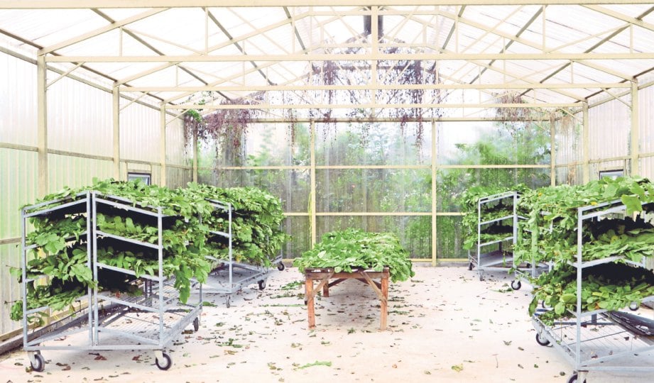 PELBAGAI herba yang diletakkan dalam rumah pelindung hujan.