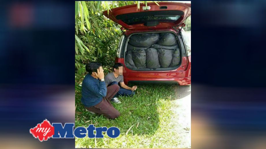 Dua lelaki yang ditahan polis dan merampas 200 kilogram daun ketum dalam operasi di Kampung Kuala Roman, Jeneri, Sik, semalam. FOTO ihsan polis