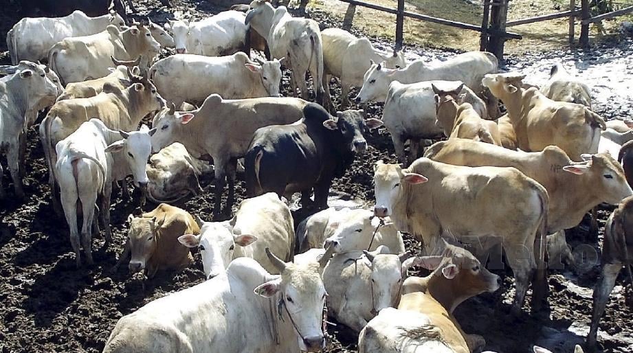 KERAJAAN jamin lembu dan haiwan lain yang diimport untuk korban bebas penyakit. FOTO Arkib NSTP.