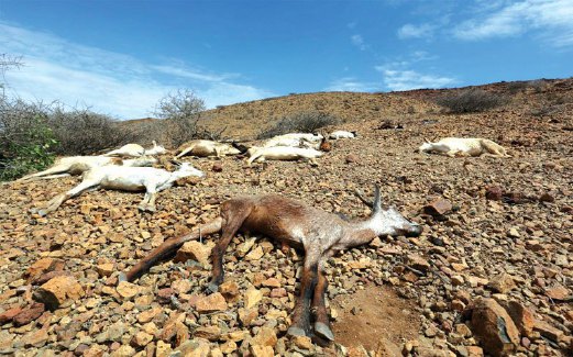 ANGKAI kambing terdampar di bandar  Jidhi di wilayah Awdal.  