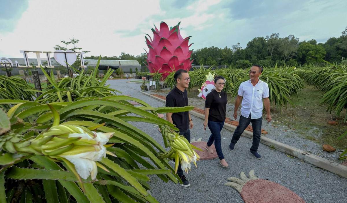 SAM (kanan) bersama isterinya, Lydia Goh dan Eugene  bersiar-siar di ladang buah naga miliknya di Sepang yang mempunyai 3,000 batang pokok buah naga. FOTO BERNAMA