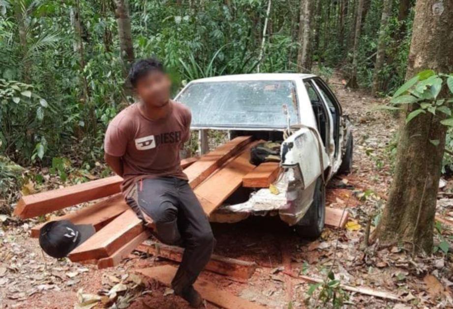 LELAKI tempatan berusia 39 tahun ditahan kerana mencuri balak berusia lebih 100 tahun di Kompartmen 49, Hutan Simpan Kekal Gunung Tebu, Besut.  FOTO JABATAN PERHUTANAN NEGERI