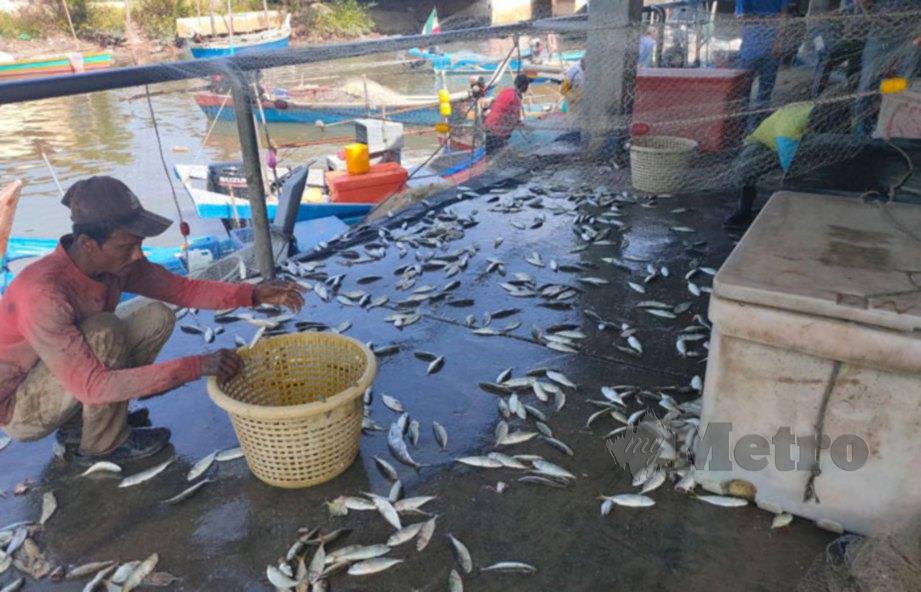 NELAYAN di pelantar ikan Seberang Kota mengasingkan hasil tangkapan ikan yang banyak diperolehi berikutan perubahan monsun timur yang berlaku. FOTO Zuliaty Zulkiffli