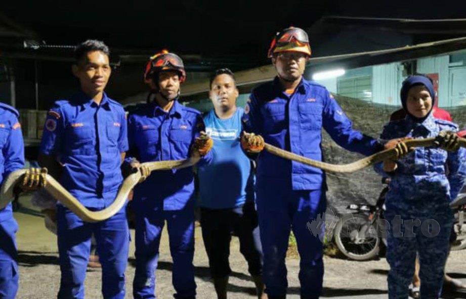 ANGGOTA Pertahanan Awam Malaysia Kuala Nerus menunjukkan sepasang ular tedung selar yang ditangkap di Kampung Padang Air. FOTO IHSAN APM