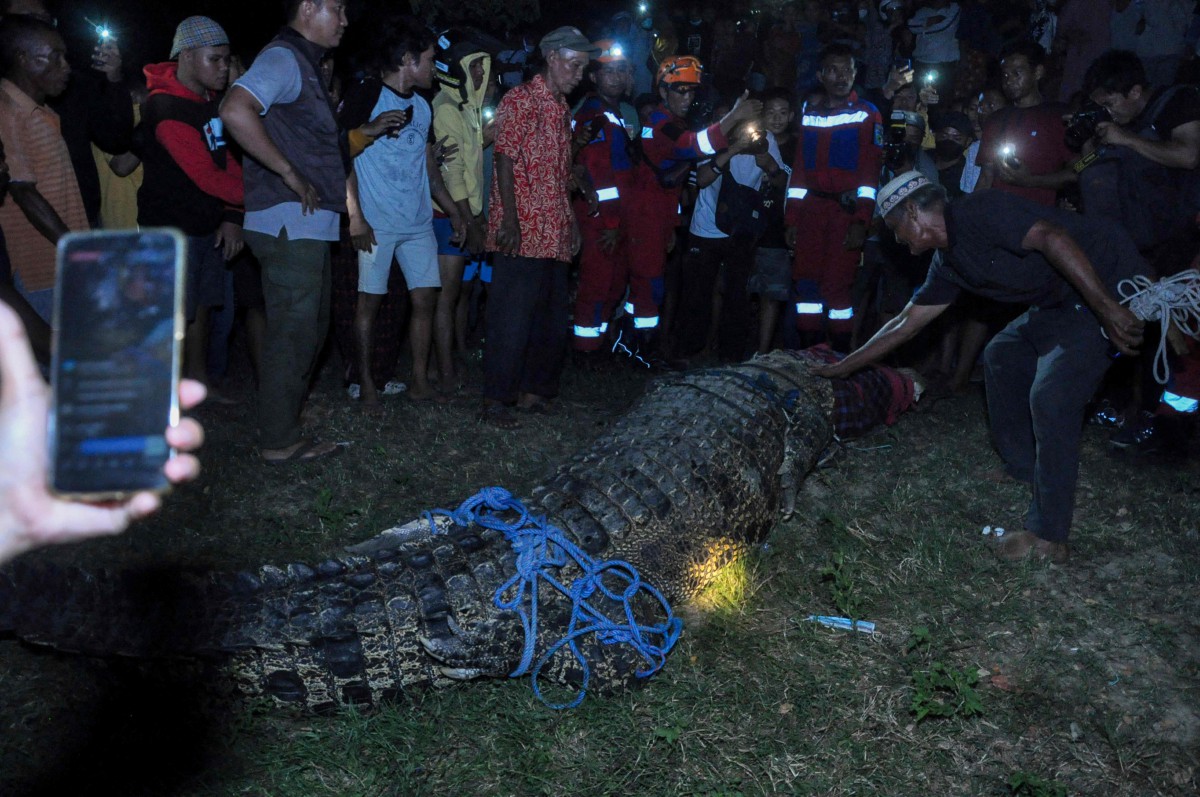 Penduduk membantu membuang tayar yang tersekat selama lima tahun pada buaya di Palu, Sulawesi Tengah, Indonesia. - FOTO AFP