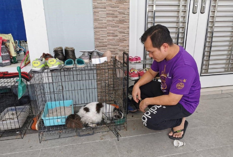  NIK Mohd Fadly memberi makan kepada kucing peliharaan jirannya sejak hari pertama PKP. FOTO ihsan FB
