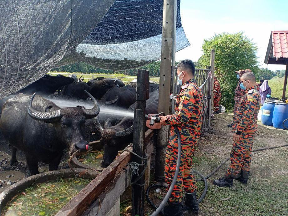 ANGGOTA BBP Kuala Terengganu menjalankan operasi membasahkan kerbau yang dikuarantin kerana penyakit hawar berdarah (HS) kali kedua. FOTO Ahmad Rabiul Zulkifli
