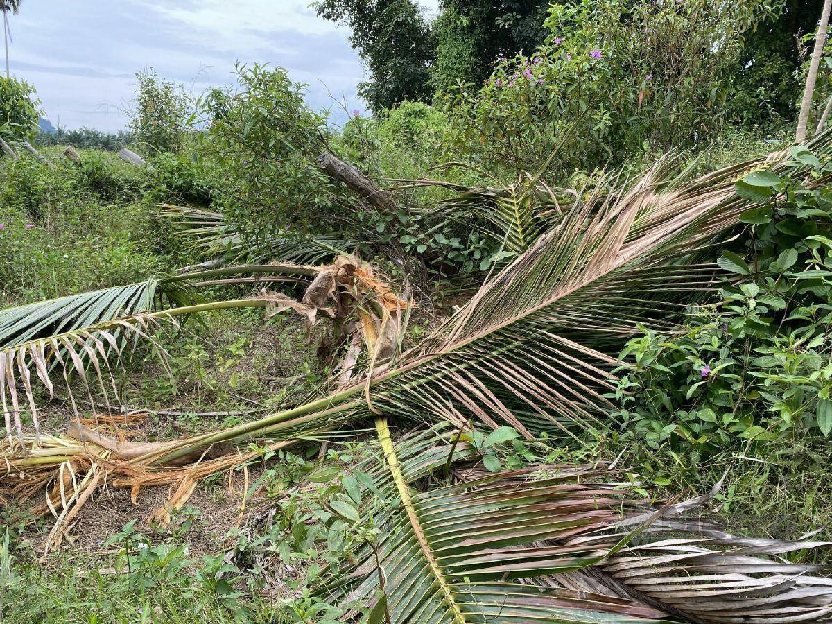 POKOK kelapa di Kampung Pengkalan Berangan musnah akibat dirosakkan beruang matahari yang berkeliaran. FOTO ihsan GHAZALI