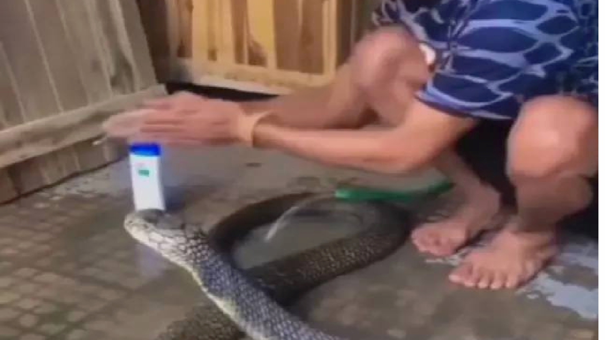 TULAR video lelaki  memandikan ular dengan syampu. FOTO Agensi