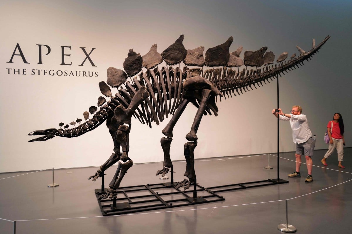 Fosil stegosaurus berusia 150 juta tahun dipamerkan di Sotheby’s di New York pada 10 Julai 2024. FOTO AFP