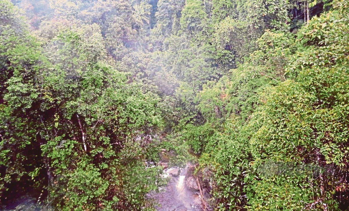 Hutan Simpan Kekal In English - 32 ditahan di hutan simpan | Harian