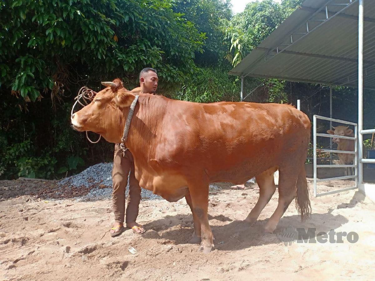 NOR Faizi Mamat,24, dan Mohd Nazri, 31, dari Kampung Bukit Parit bersama sebahagian 20 ekor lembu baka yang diternak. FOTO Ahmad Rabiul Zulkifli