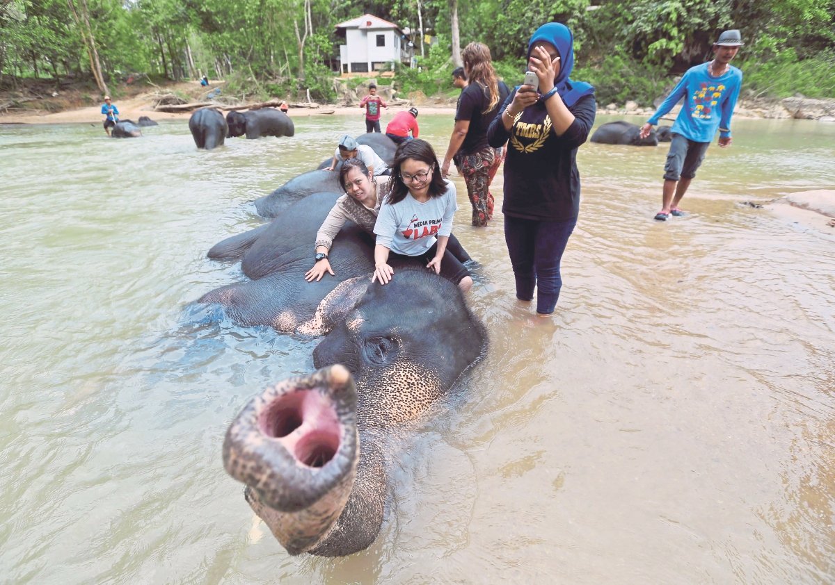 PENGUNJUNG boleh melakukan pelbagai aktiviti dengan gajah di Kenyir Elephant Conservation Village.