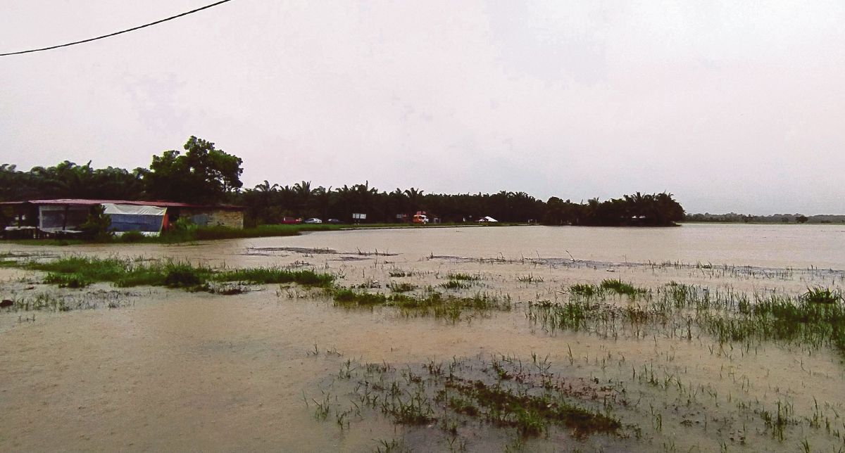 TANAMAN sawah padi yang dinaiki air akibat hujan lebat berterusan di Kampung Air Papan, Mersing. FOTO Bernama