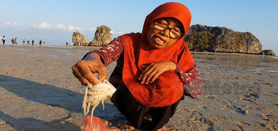 WARGA emas, Siti Aishah, 63, menunjukkan sotong katak yang ditemui ketika mengunjungi beting pasir sejauh 600 meter meninjau fenomena air surut habis di Pantai Tanjung Rhu Langkawi. FOTO Hamzah Osman