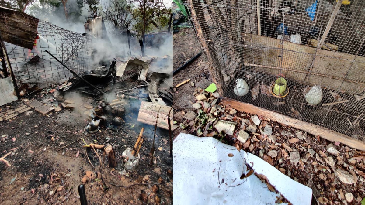 TERNAKAN ayam dan burung yang mati terbakar dalam kejadian Jalan Tanjung 1, Taman Nilam Tanjung, Simpang Ampat, Nibong Tebal. FOTO ihsan JBPM