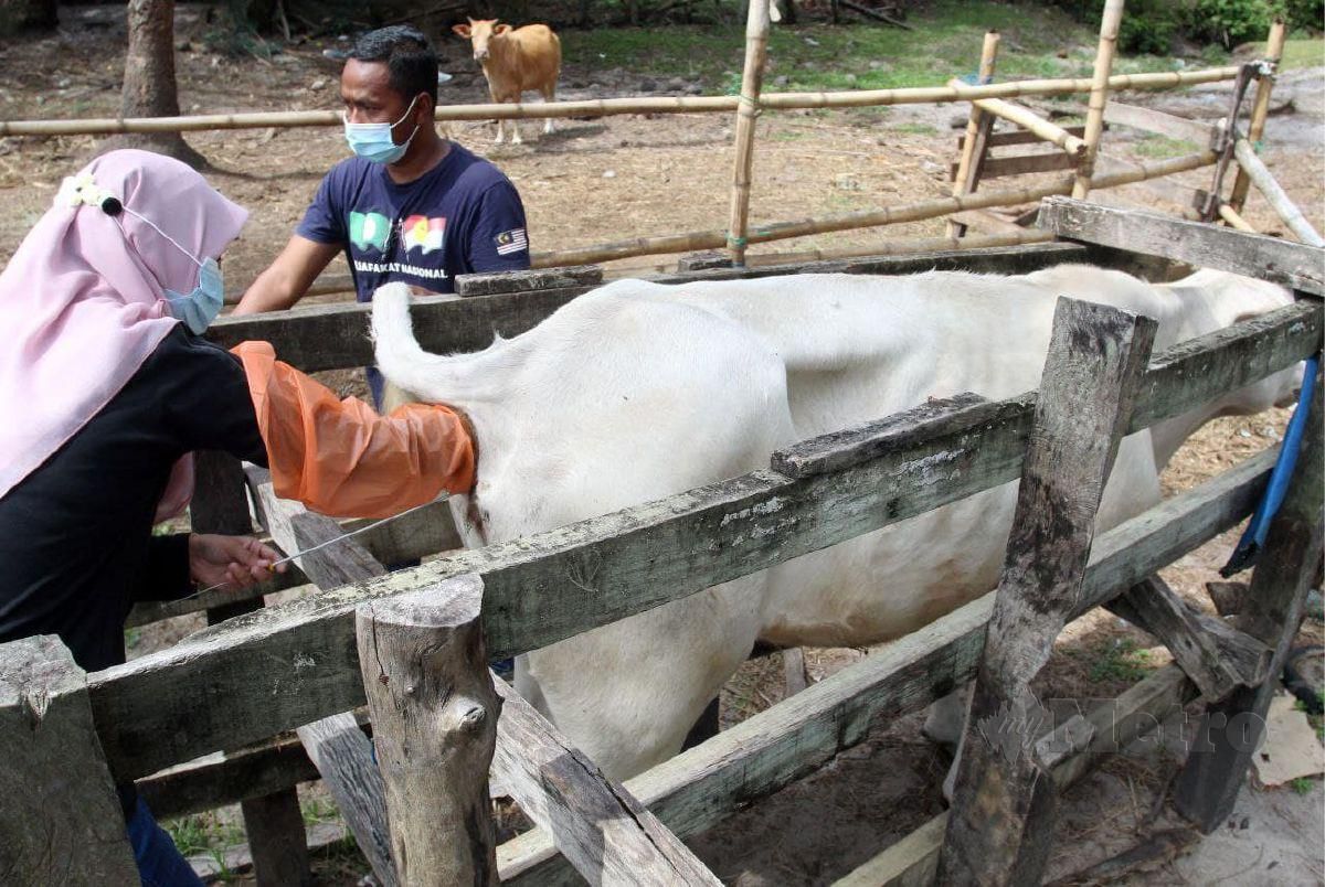 AYUNI Syazwani Ismail, 28, seorang jurusuntik permanian beradas (AI) menunjukkan benih permanian beradas (AI)  untuk disuntik kepada haiwan ternakan termasuk lembu, kambing, kerbau dan biri-biri ketika ditemui di Kampung Pak Elong, Jalan Rekang, di sini. FOTO Nik Abdullah Nik Omar