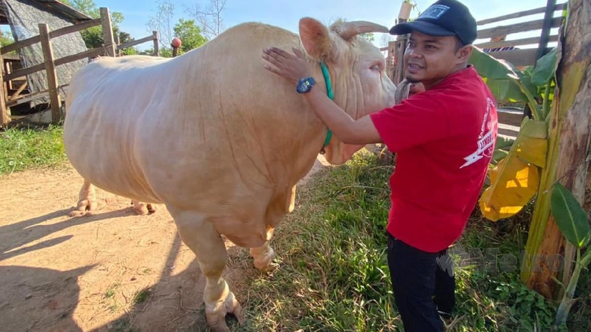 MOHD Amirul Ibrahim dari Kampung Che Hem, Bukit Tunggal bersama lembu baka charolais miliknya yang dijual dengan harga RM24,000 seekor. FOTO Ahmad Rabiul Zulkifli
