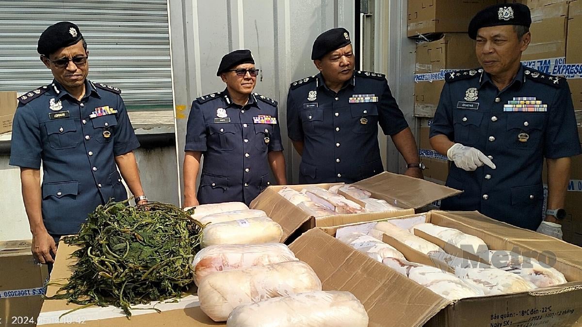 Pengarah Kastam negeri, Datuk Abdul Ghafar Mohamad (tengah) menunjukkan 23 tan daging anak babi sejuk beku yang cuba diseludup masuk dari Vietnam. FOTO MUHAMMAD ZULSYAMINI SUFIAN SURI