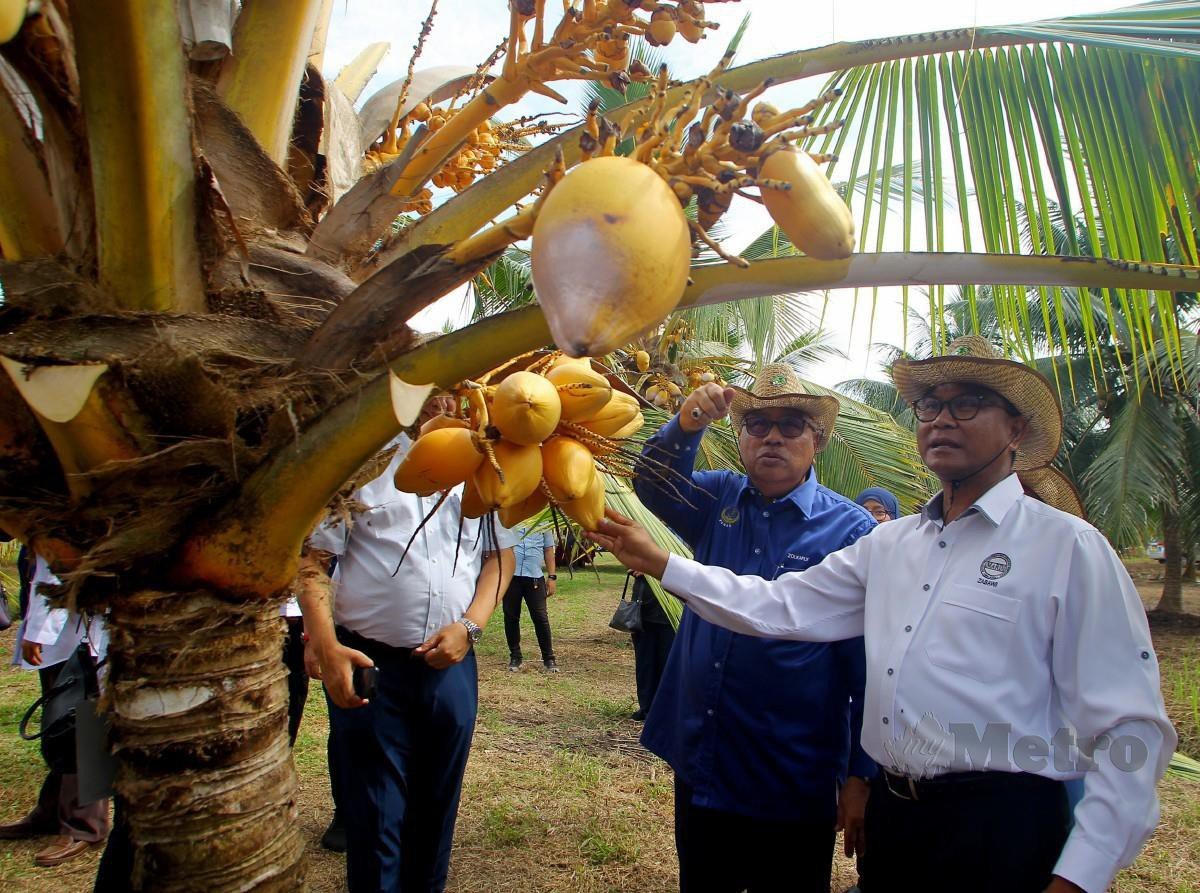  ZOLKAFLY (dua dari kanan) melihat tanaman pokok kelapa induk Cameroon Red Dwarf.