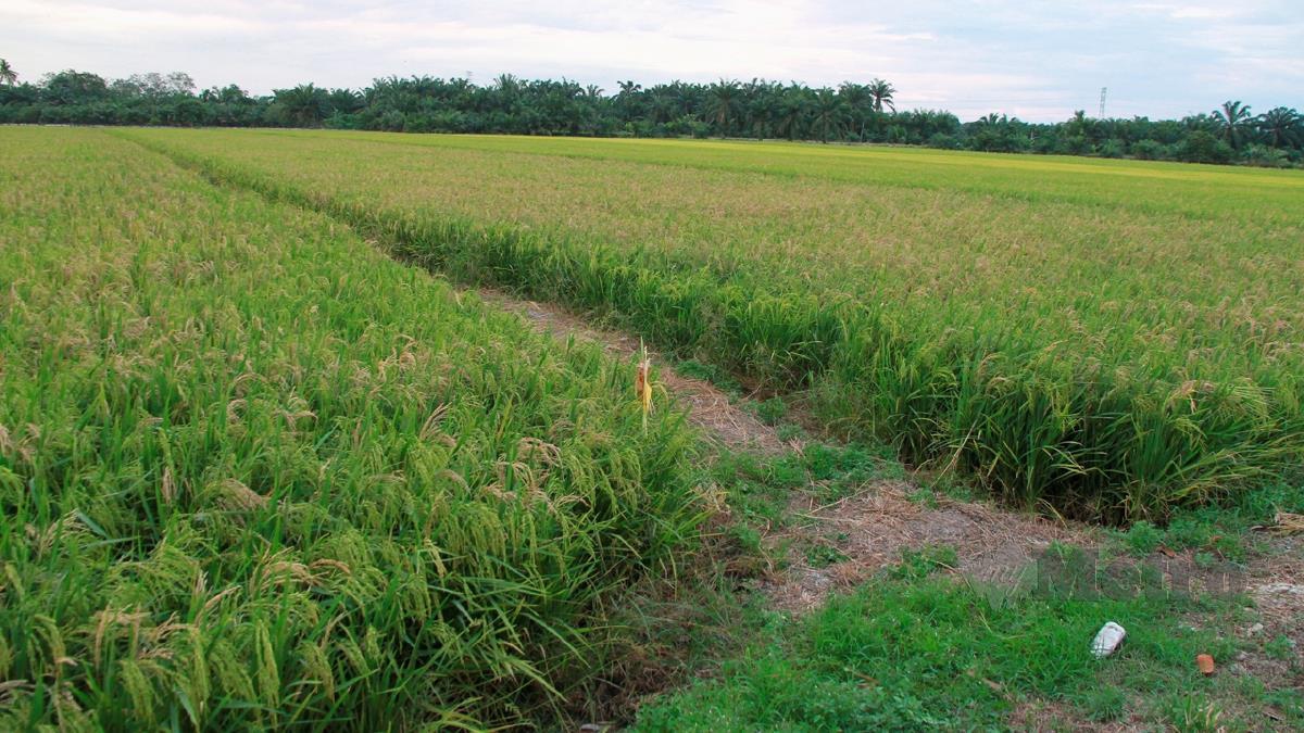 SAWAH padi yang mengalami kerosakan akibat serangga perosak Ulat Batang. - Gambar hiasan