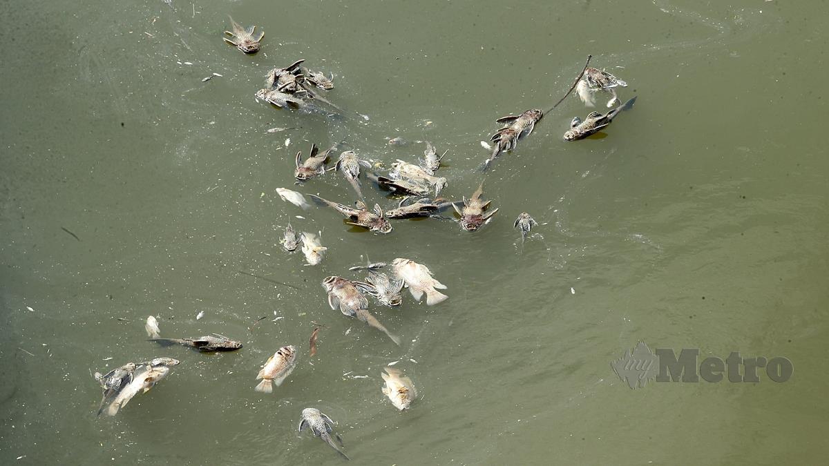 BAU busuk dari ratusan bangkai ikan yang timbul di permukaan Sungai Damansara, Shah Alam sejak awal pagi tadi. FOTO Faiz Anuar