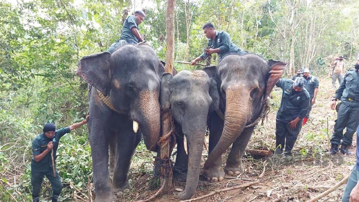 UNIT Tangkapan Gajah Pusat Konservasi Gajah Kebangsaan (PKGK) Kuala Gandah, Lanchang mengambil masa lebih tiga jam pada operasi memindahkan gajah liar jantan (tengah) di Kampung Karak Setia. FOTO Rafi Mamat