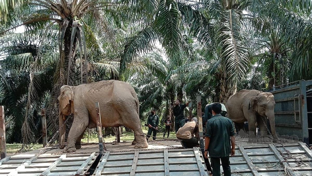 ANGGOTA Unit Tangkapan Gajah, Kuala Gandah sedang menaikkan dua ekor gajah liar yang ditangkap ke atas lori. FOTO Roselan Ab Malek