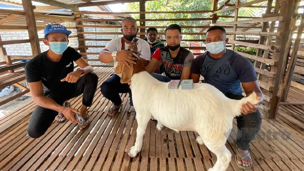 MOHD Firdaus Mohd Razali,39, (dua dari kiri) mencipta rekod tersendiri apabila membeli kambing baka jenis Boer dengan harga RM20,000 seekor. FOTO Ahmad Rabiul Zulkifli