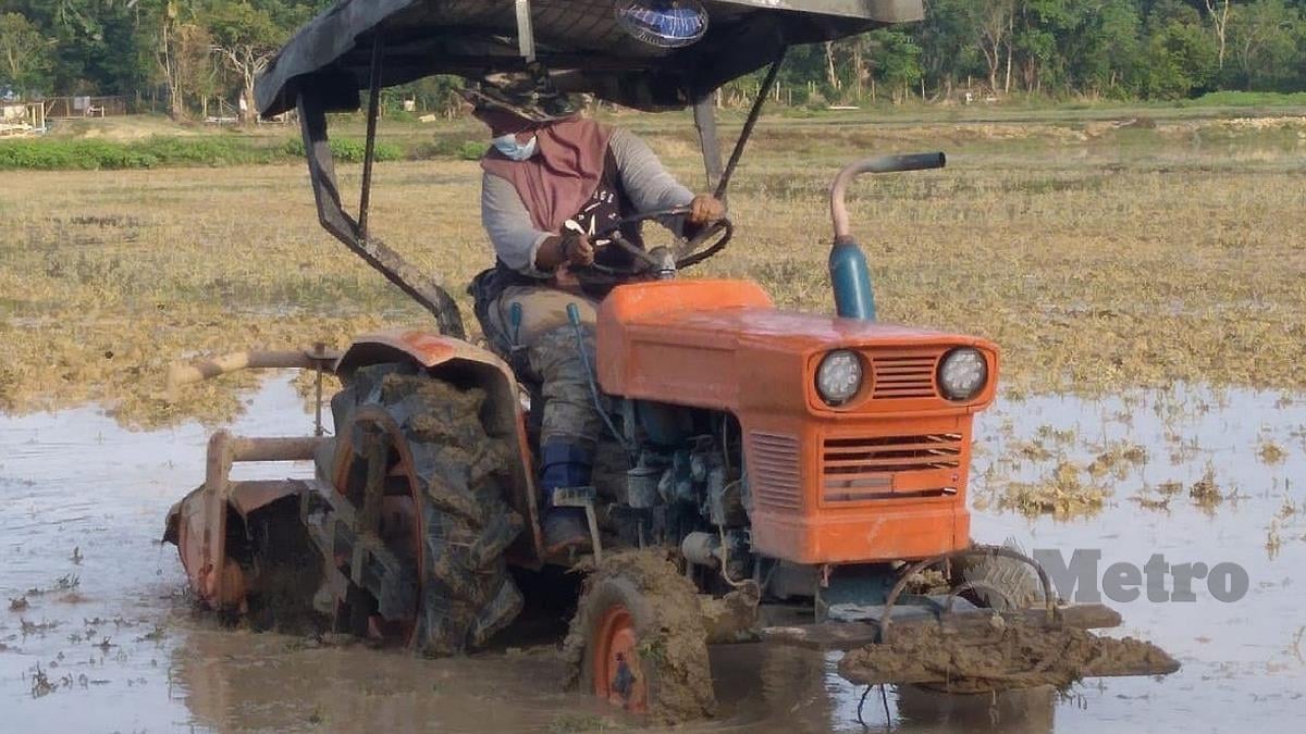 KHADIJAH Shamsudin, 31,  graduan universiti tempatan kini tidak kekok mengendalikan traktor membajak sawah di Kampung Gintong. FOTO Roselan Ab Malek