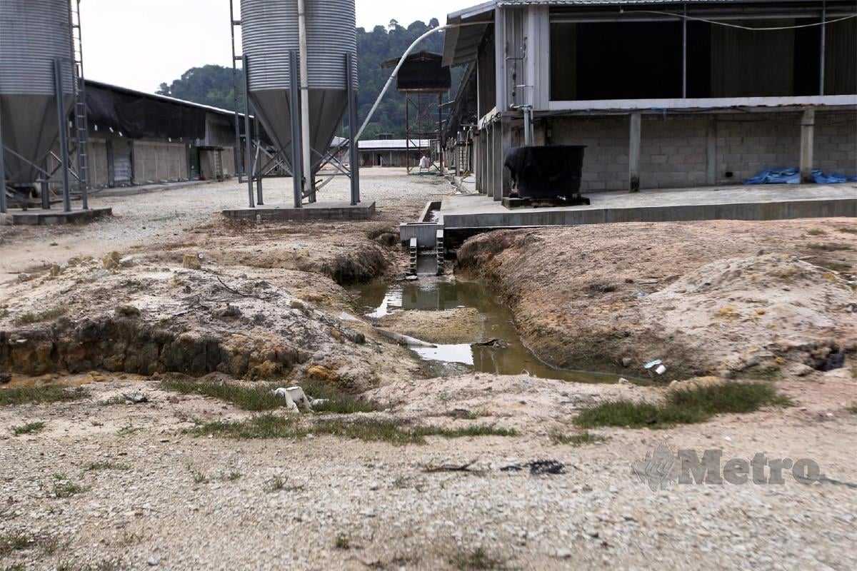 LADANG beroperasi secara kaedah tertutup di Segari membuang air buangan secara terus  tanpa proses saringan.