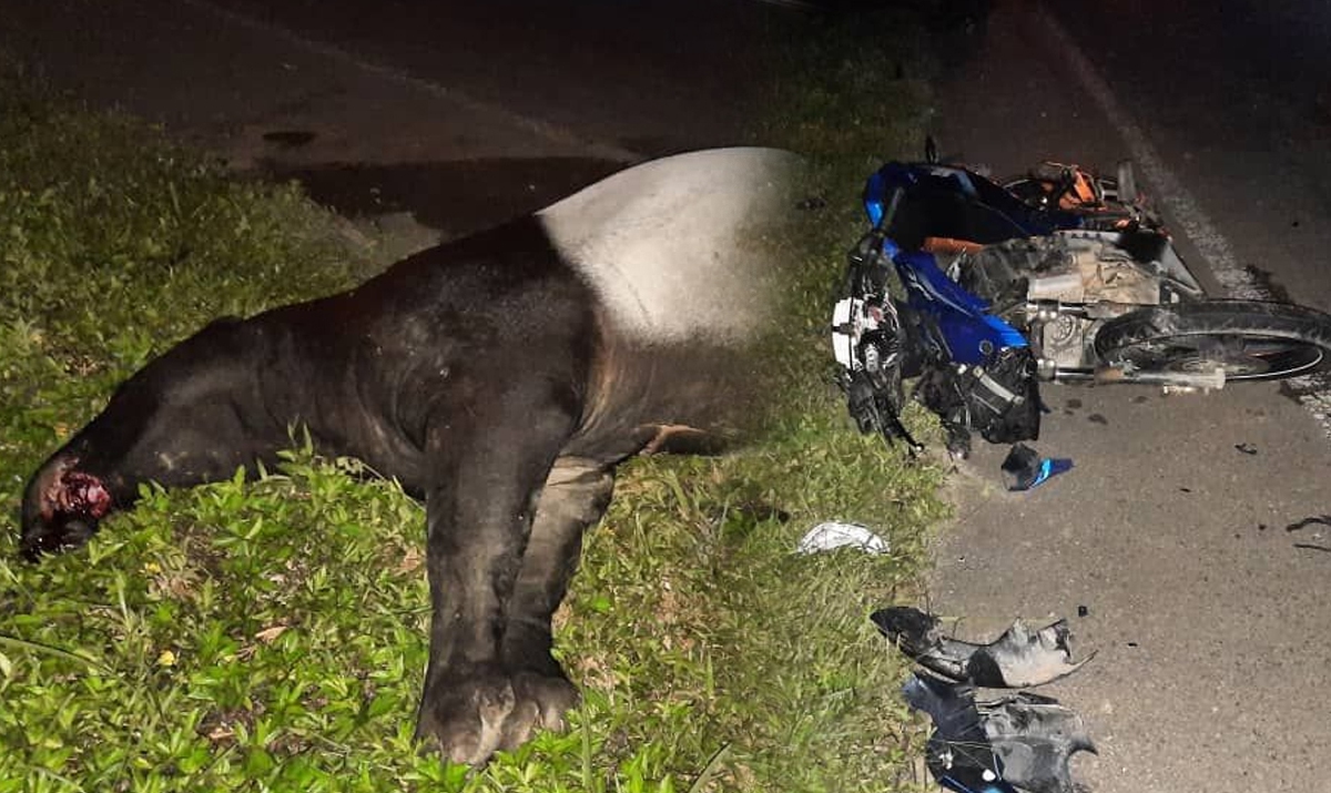 BANGKAI tapir yang mati selepas dilanggar motosikal di Kilometer 90 Jalan Jerangau-Jabor. FOTO ihsan POLIS