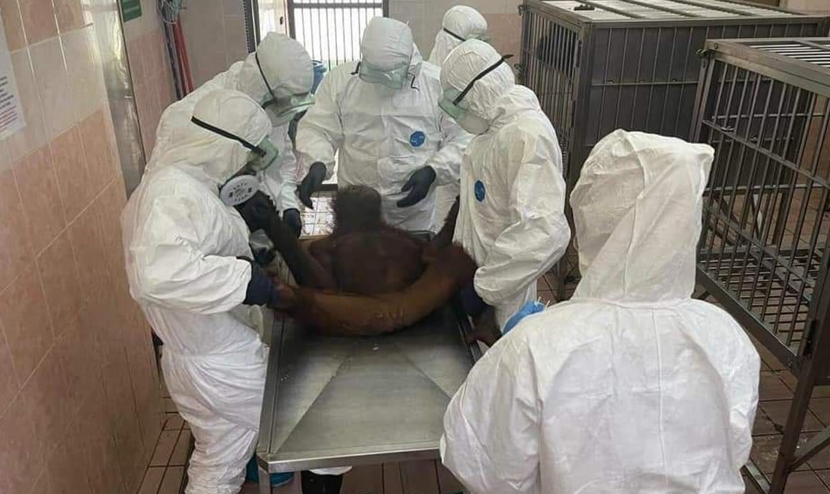PROSES mengambil sampel calitan untuk ujian saringan COVID-19 orang utan yang dikendalikan pasukan veterinar JHLS. FOTO ihsan Jabatan Hidupan Liar Sabah